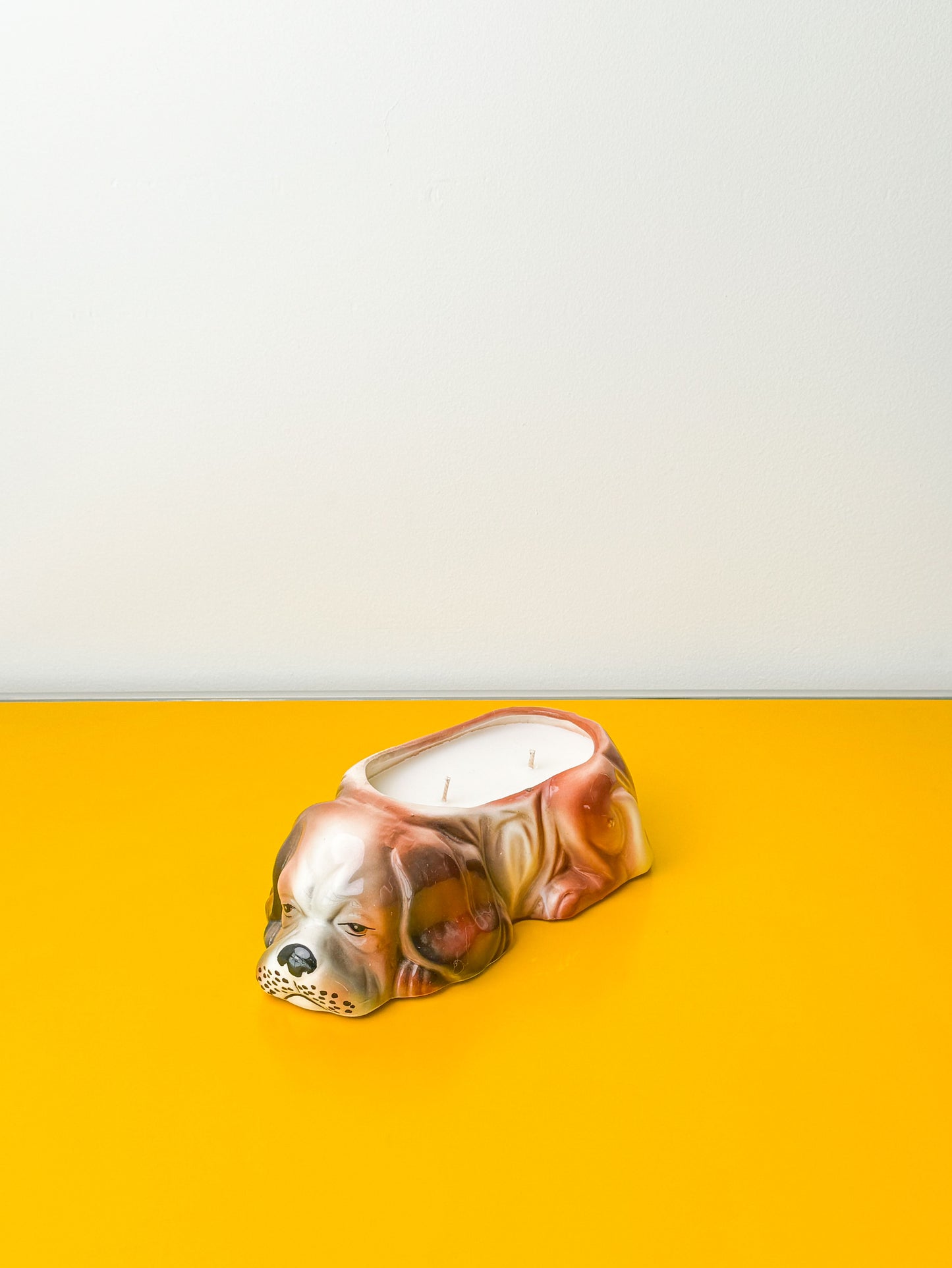 Resting Spaniel